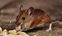 24 Hour & Emergency Exterminators in Santa Rita Foothills, AZ